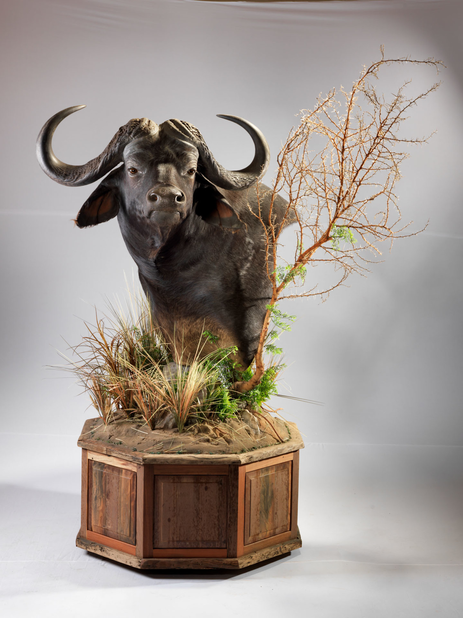 Buffalo Pedestal Mount Habitat Base Splitting Image Taxidermy